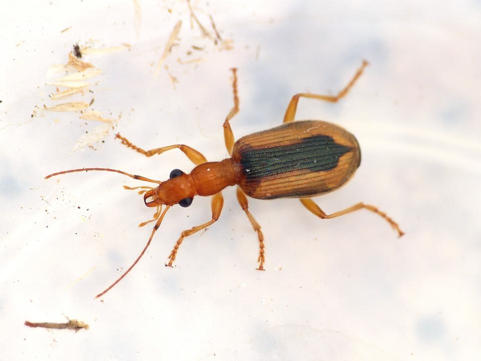 Carabidae: quale Drypta? Drypta (Deserida) distincta